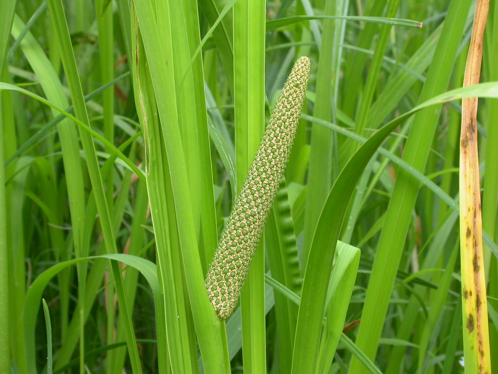 acorus calamus