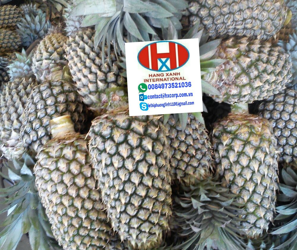 Fresh Pineapples From Asia Agriculture1 Com